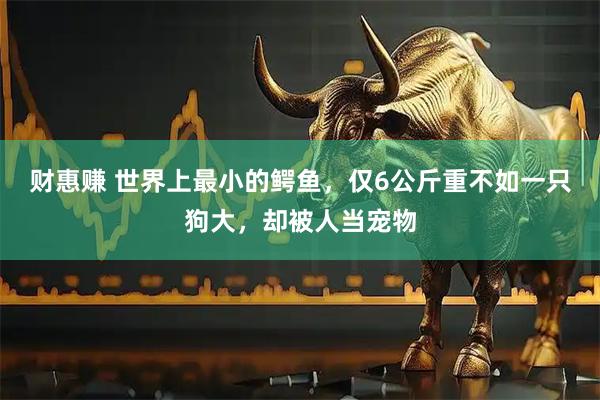 财惠赚 世界上最小的鳄鱼，仅6公斤重不如一只狗大，却被人当宠物