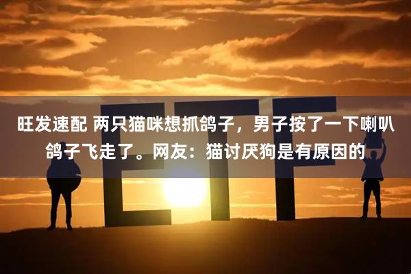 旺发速配 两只猫咪想抓鸽子，男子按了一下喇叭鸽子飞走了。网友：猫讨厌狗是有原因的